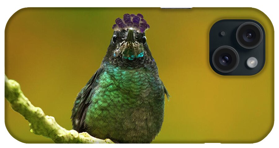 Magnificent Hummingbird iPhone Case featuring the photograph Hummingbird with a lilac Crown by Heiko Koehrer-Wagner