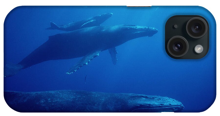 Feb0514 iPhone Case featuring the photograph Humpback Whale Mother Calf And Male by Flip Nicklin