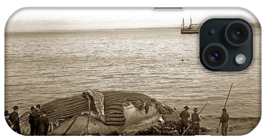Humpback Whale iPhone Case featuring the photograph Humpback whale on a Monterey beach California Circa 1896. by Monterey County Historical Society