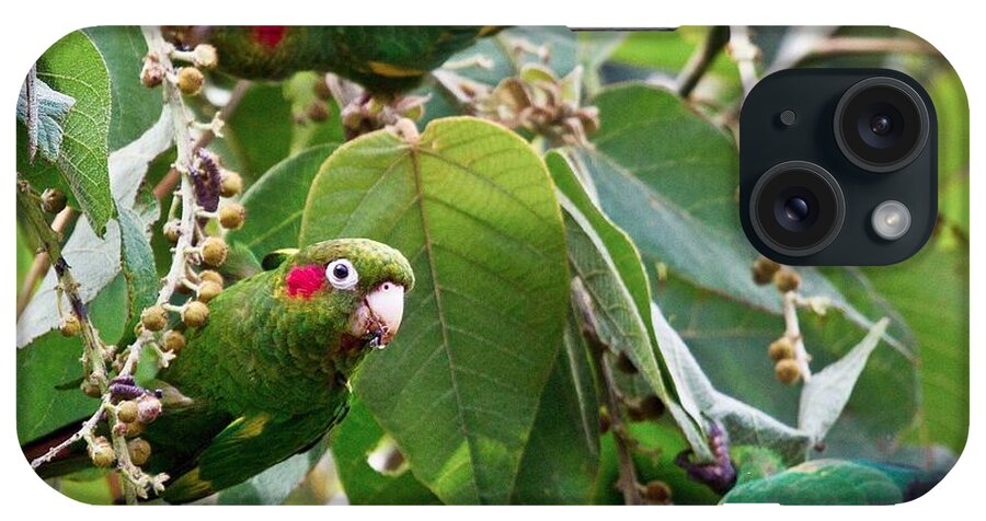 Parrot iPhone Case featuring the photograph Hungry Chiriqui Conures by Heiko Koehrer-Wagner