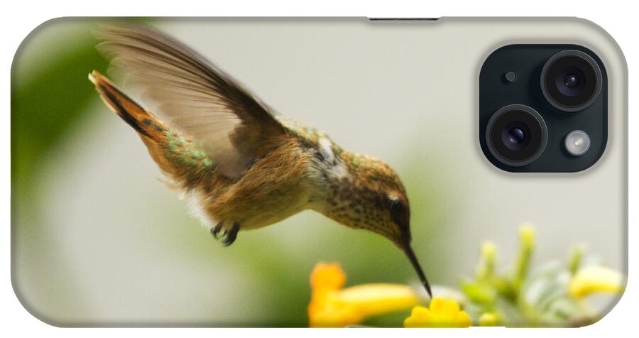 Hummingbird iPhone Case featuring the photograph Hungry Flowerbird by Heiko Koehrer-Wagner