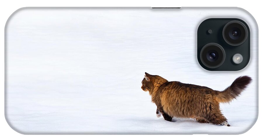 Domestic Cats iPhone Case featuring the photograph Hunter At Work by Theresa Tahara
