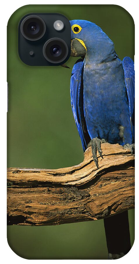 00216468 iPhone Case featuring the photograph Hyacinth Macaw Brazil by Pete Oxford
