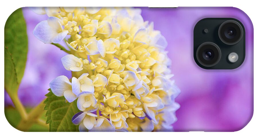 Hydrangea iPhone Case featuring the photograph Hydrangea on Purple by Parker Cunningham
