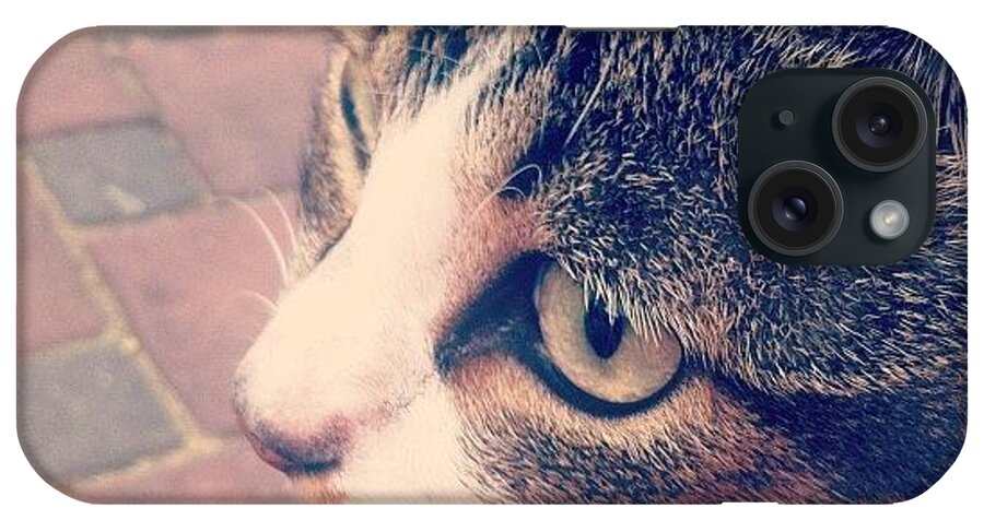  iPhone Case featuring the photograph I Am Obsessed With Felines. 🐱 by S H A N I