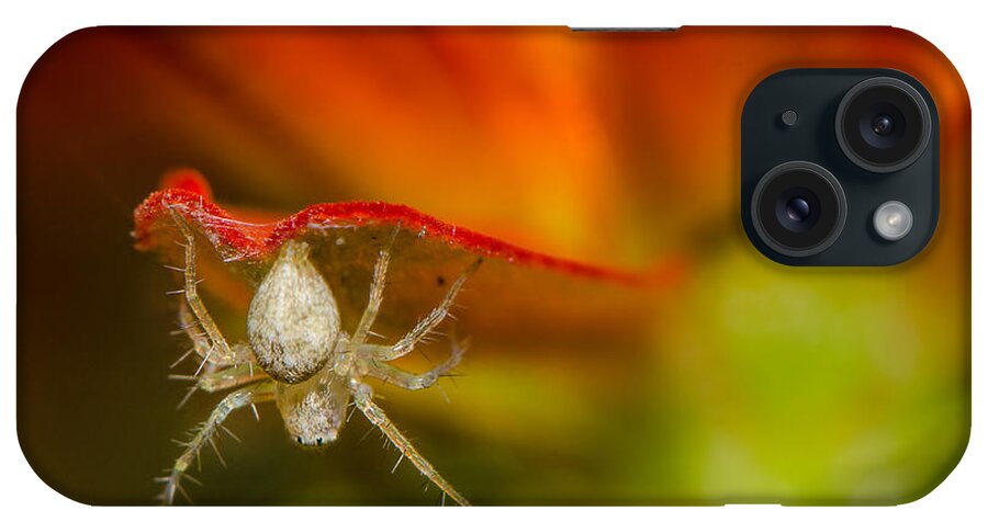Macro iPhone Case featuring the photograph I am spiderman by Tin Lung Chao