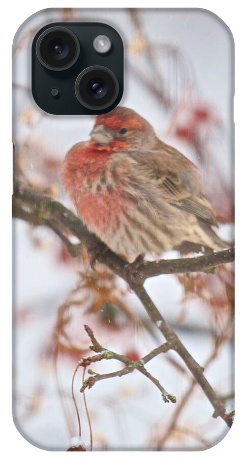 Bird iPhone Case featuring the photograph I Cannot Believe It Is So Cold by Kristin Hatt