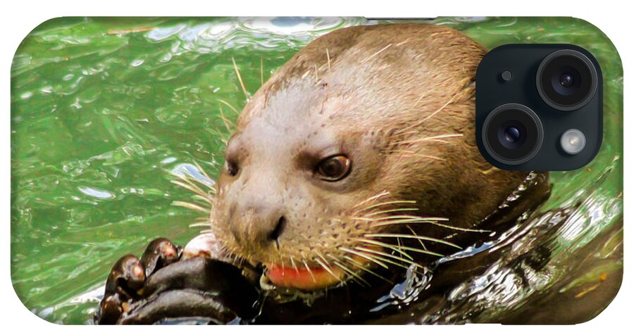 Otter iPhone Case featuring the photograph I otter eat it by George Kenhan