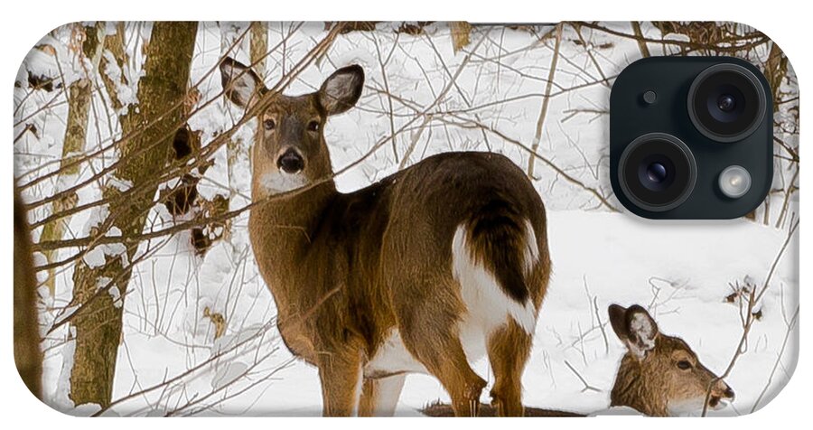 Deer iPhone Case featuring the photograph I See You by Rod Best