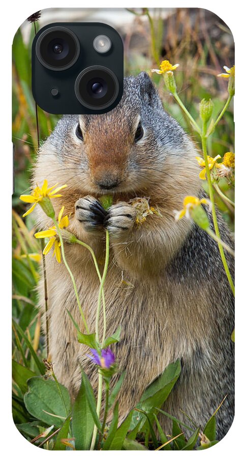 Columbian Ground Squirrel iPhone Case featuring the photograph I will have the salad to go by Jack Bell