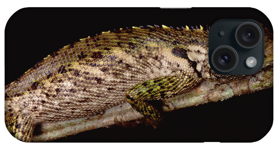 Feb0514 iPhone Case featuring the photograph Iguanid Lizard Portrait Amazonian Peru by Mark Moffett