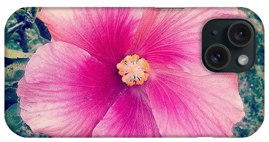  iPhone Case featuring the photograph In Full Bloom by Robyn Addinall