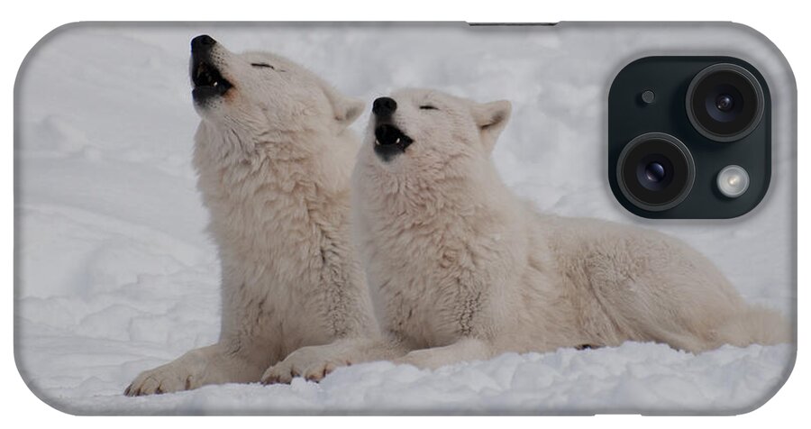 Arctic Wolf iPhone Case featuring the photograph In Harmony by Bianca Nadeau
