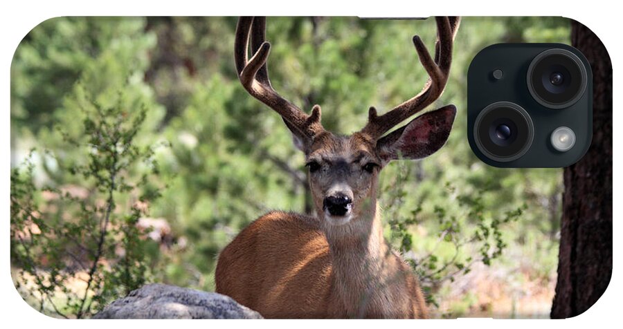 Mule Deer iPhone Case featuring the photograph In The Shade by Shane Bechler