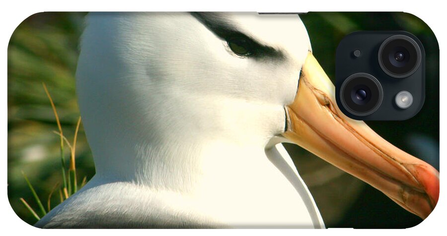 Black Browed Albatross On Nest iPhone Case featuring the photograph In Waiting by Amanda Stadther