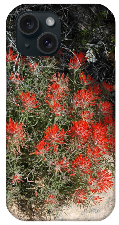Indian Paintbrush iPhone Case featuring the photograph 333P Indian Paintbrush Flower by NightVisions