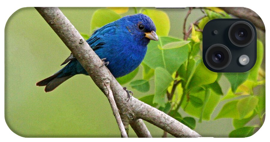 Indigo Bunting Photo iPhone Case featuring the photograph Blue Indigo Bunting Bird by Luana K Perez