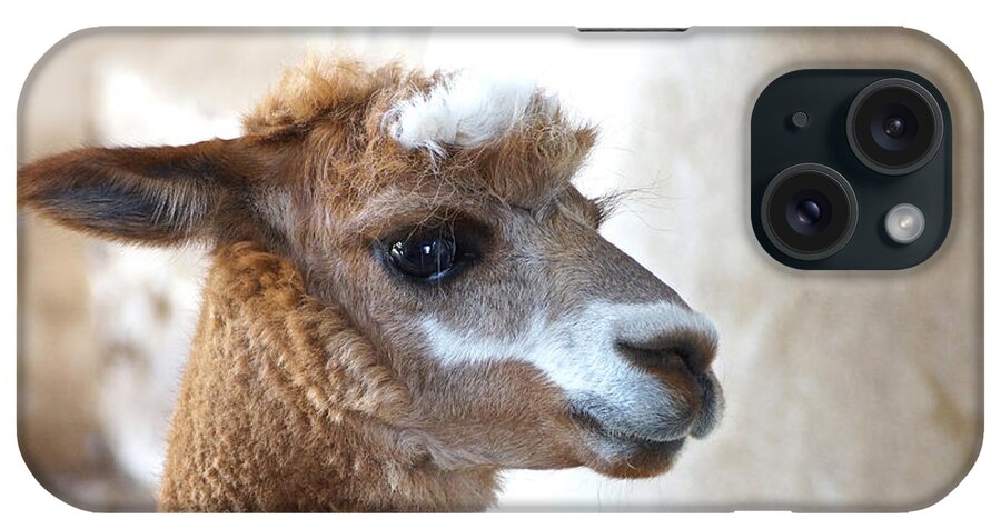 Female Alpaca iPhone Case featuring the photograph Innocence by Byron Varvarigos