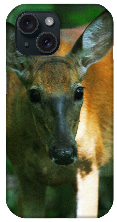 Deer iPhone Case featuring the photograph Inquisitive Doe by Miss Crystal D