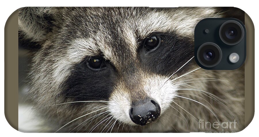Raccoon iPhone Case featuring the photograph Inquisitive Raccoon by Jane Axman