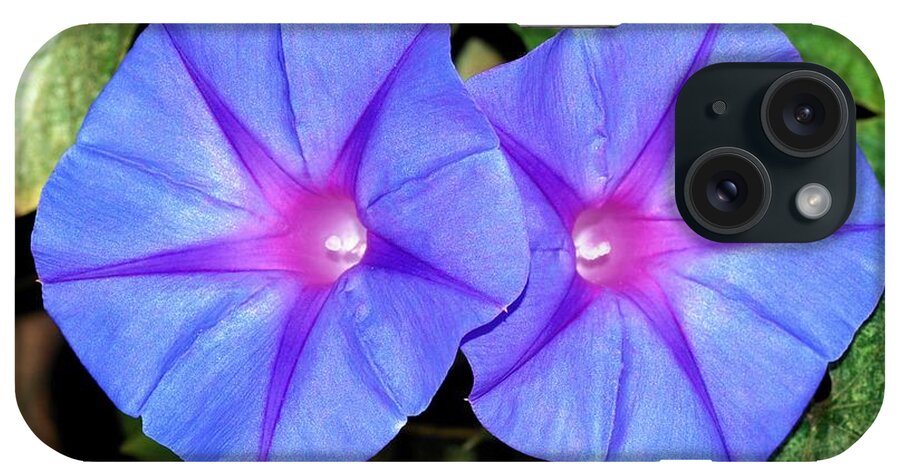 Morning Glory iPhone Case featuring the photograph Ipomoea Purple Flowers by Taiche Acrylic Art