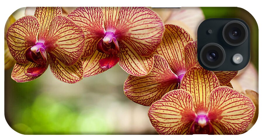 Flower iPhone Case featuring the photograph Orchid by Lisa Chorny