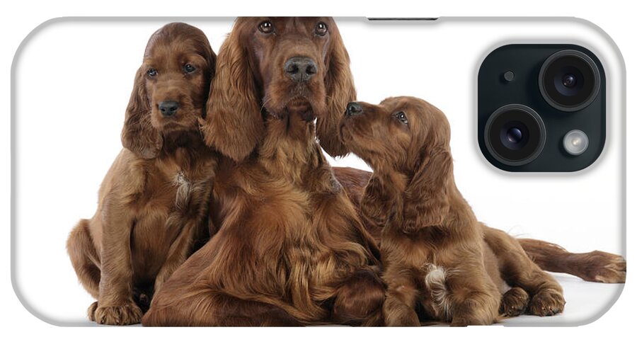 Dog iPhone Case featuring the photograph Irish Setter Puppies With Mother by John Daniels