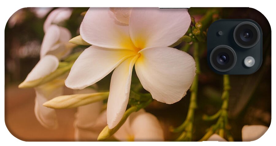 Frangipani iPhone Case featuring the photograph Isle de Java by Miguel Winterpacht