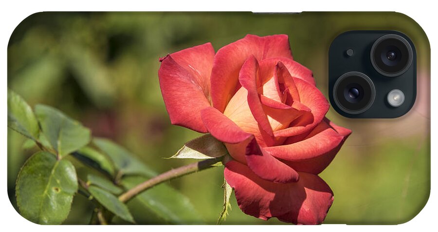 Aroma iPhone Case featuring the photograph Isolated Rose in Sunlight by James L Davidson