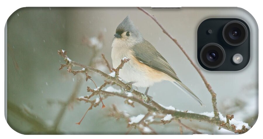 Birds iPhone Case featuring the photograph It May Be Cold But I Still Have My Looks by Kristin Hatt