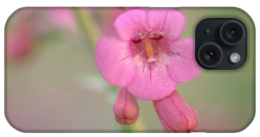 Penstemon iPhone Case featuring the photograph It's Pink by Tamara Becker