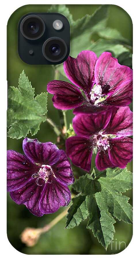 Hollyhock iPhone Case featuring the photograph Ivy Leafed Geraniums  by Joy Watson