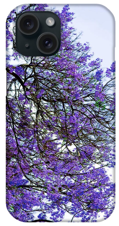  iPhone Case featuring the photograph Jacaranda Joy by Gwyn Newcombe