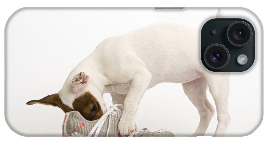 Dog iPhone Case featuring the photograph Jack Russell With Sneaker by Jean-Michel Labat