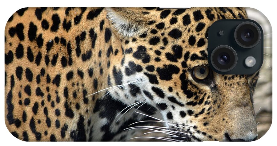Jaguar iPhone Case featuring the photograph Jaguar Stare by Richard Bryce and Family