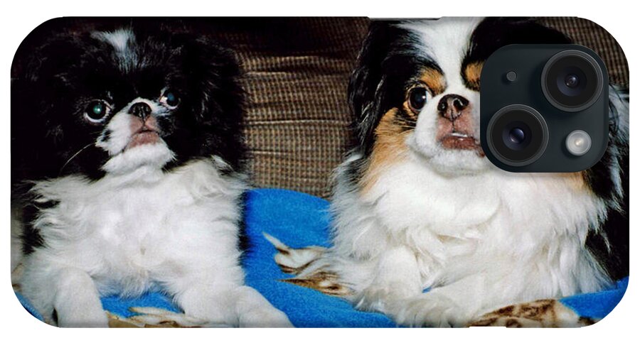 Japanese Chins iPhone Case featuring the photograph Japanese Chin Dogs Looking Guilty by Jim Fitzpatrick