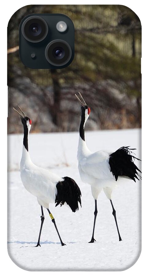 Shadow iPhone Case featuring the photograph Japanese Crane Love Songs - Hokkaido - by Alexandre Shimoishi