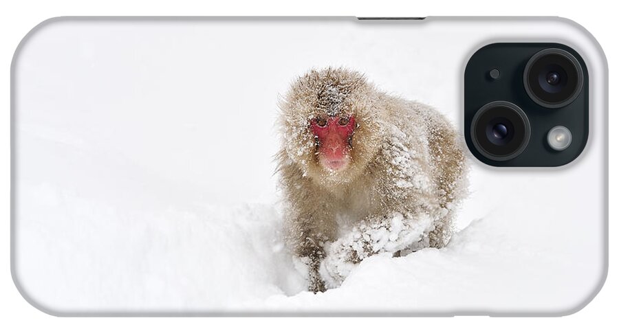 Thomas Marent iPhone Case featuring the photograph Japanese Macaque In Snow Jigokudani by Thomas Marent