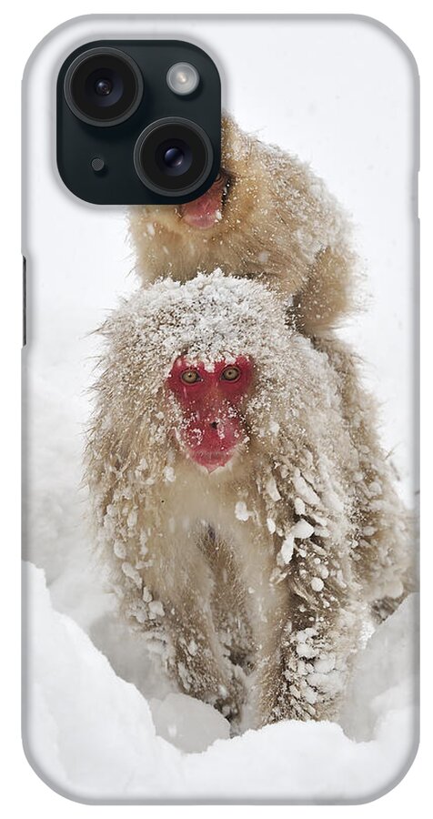 Thomas Marent iPhone Case featuring the photograph Japanese Macaque Mother Carrying Baby by Thomas Marent