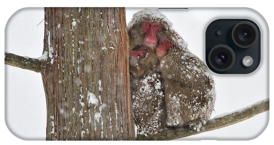 Thomas Marent iPhone Case featuring the photograph Japanese Macaque Mother With Young by Thomas Marent