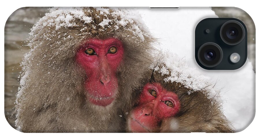 Thomas Marent iPhone Case featuring the photograph Japanese Macaque Pair Jigokudani Nagano by Thomas Marent