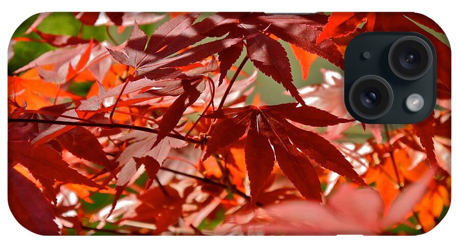 Japanese Red Leaf Maple iPhone Case featuring the photograph Japanese Red Leaf Maple by Kirsten Giving