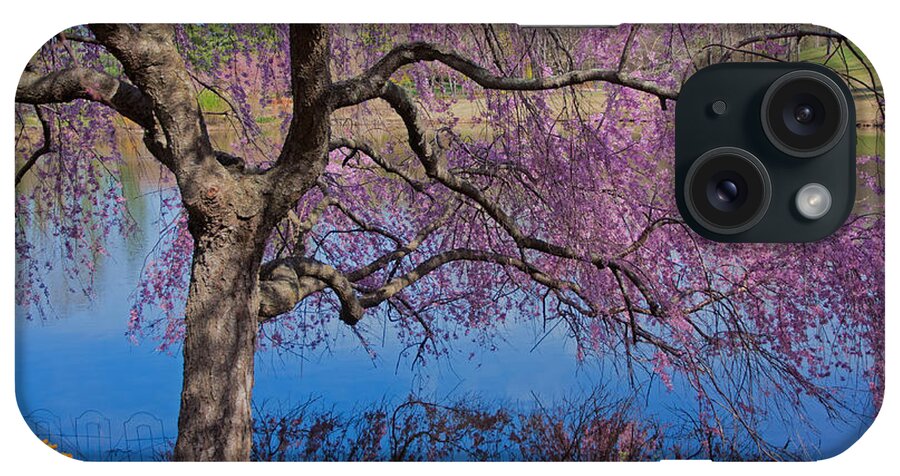 Meadowlark Botanical Gardens iPhone Case featuring the photograph Japanese Weeping Cherry by Suzanne Stout