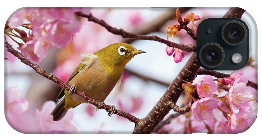 Songbird iPhone Case featuring the photograph Japanese White-eye On Cherry Blossoms by David A. Laspina