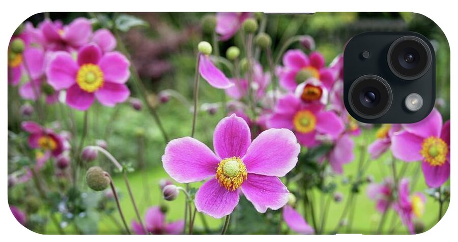 Anemone Hupehensis iPhone Case featuring the photograph Japanese Windflower (anemone Hupehensis) by Stephen Harley-sloman/science Photo Library