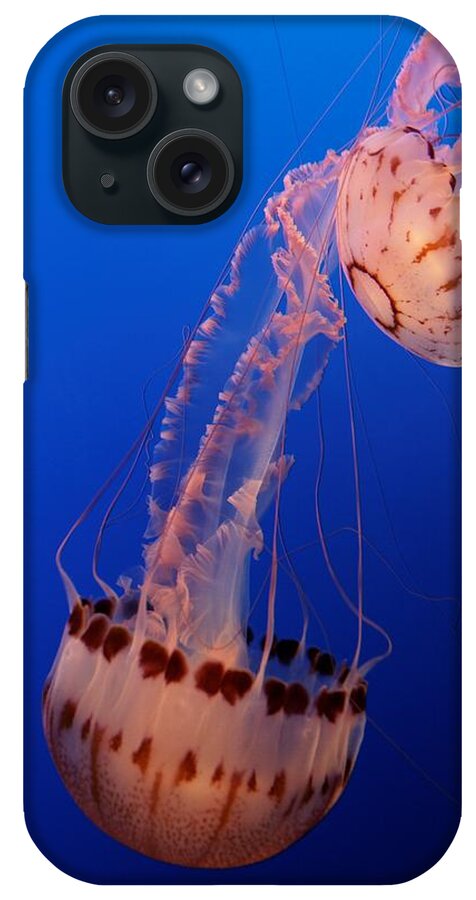 Jelly iPhone Case featuring the photograph Jelly and Fishy by Alexander Fedin