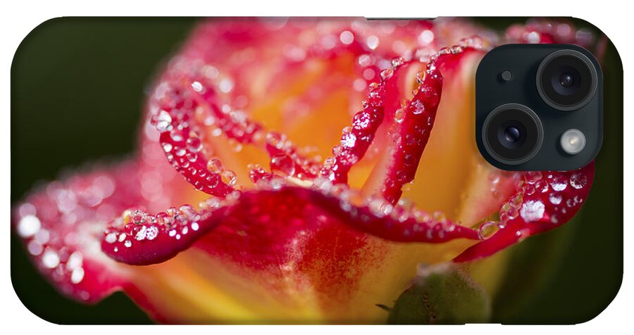Rose iPhone Case featuring the photograph Jewels by Priya Ghose