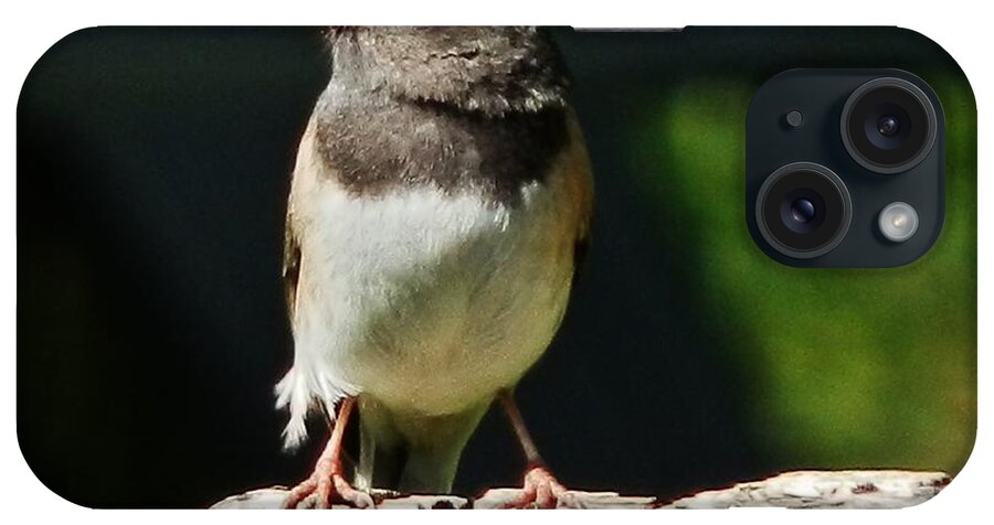 Bird iPhone Case featuring the photograph Junco Simplicity by VLee Watson