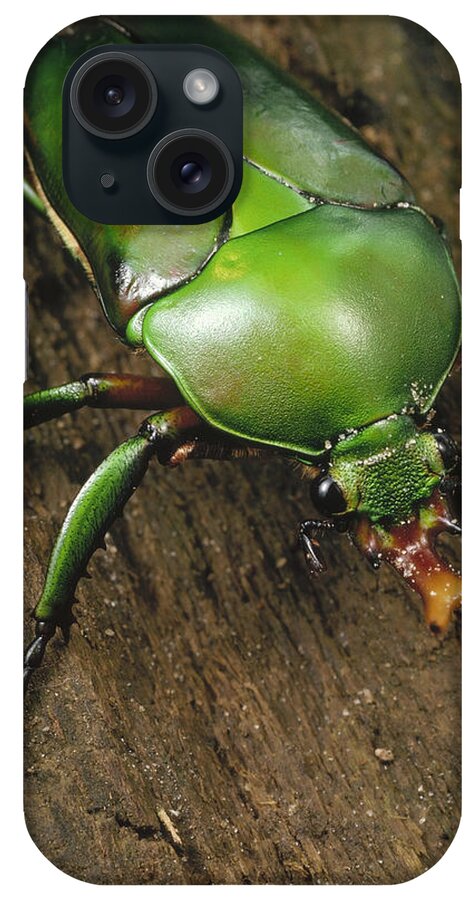 Feb0514 iPhone Case featuring the photograph June Beetle Portrait Reserve De Campo by Mark Moffett