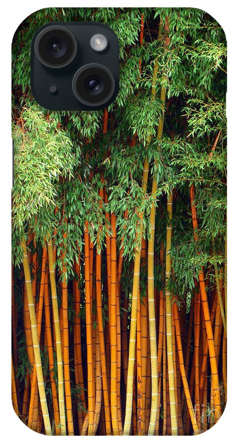 Trees iPhone Case featuring the photograph Just Bamboo by Sue Melvin